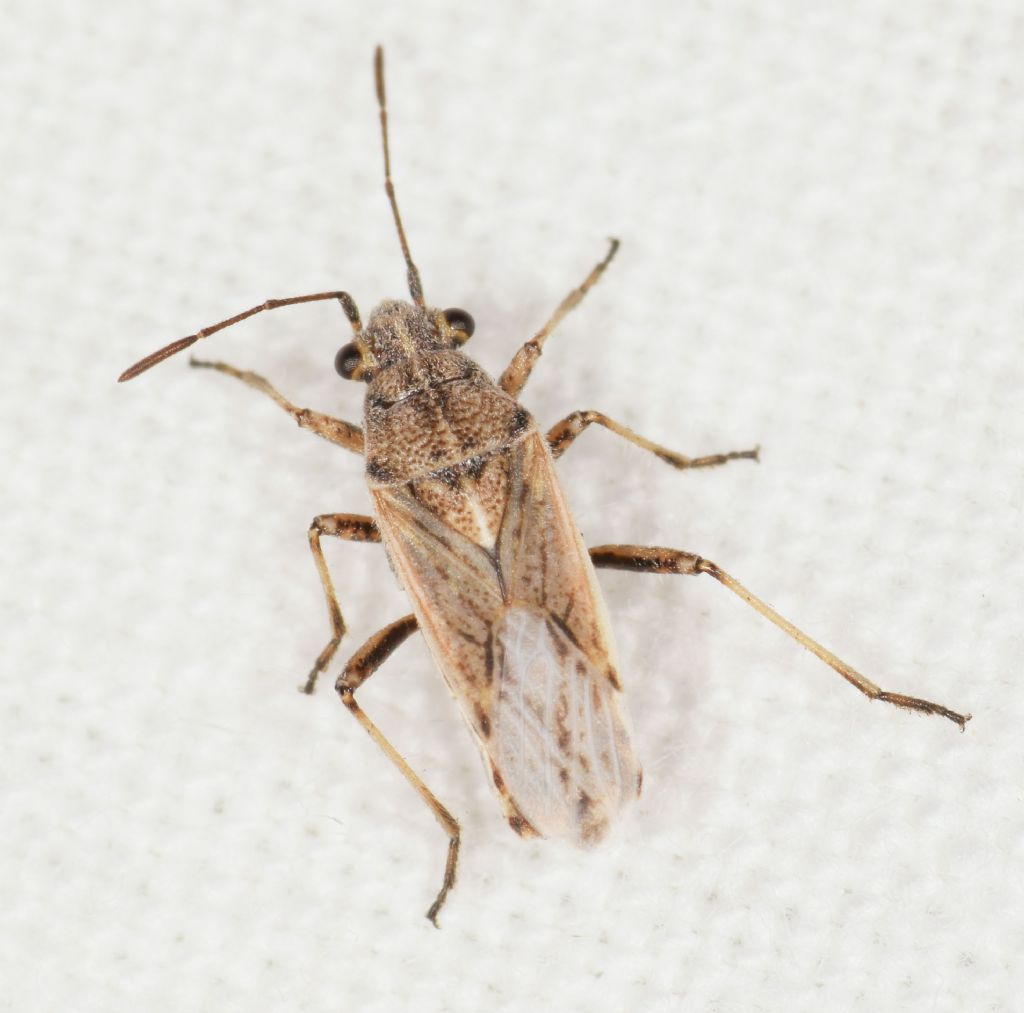 Lygaeidae: Ortholomus jordani Hoberlandt, 1953